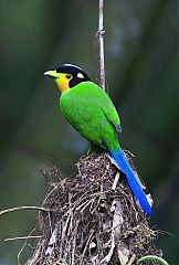 Long-tailed Broadbill